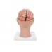 model ludzkiego mózgu z tętnicami u podstawy głowy, 8 części - 3b smart anatomy - 1017869 [c25] 3b scientific modele anatomiczne 5